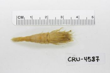 Media type: image;   Invertebrate Zoology CRU-4587